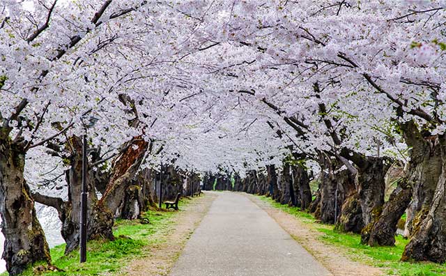 桜のトンネルのイメージ