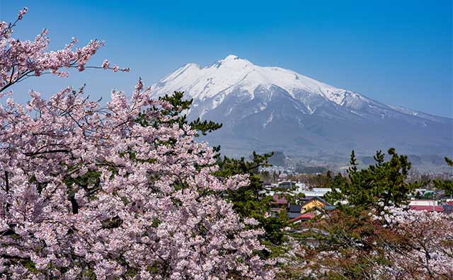 本丸からの岩木山と桜のイメージ