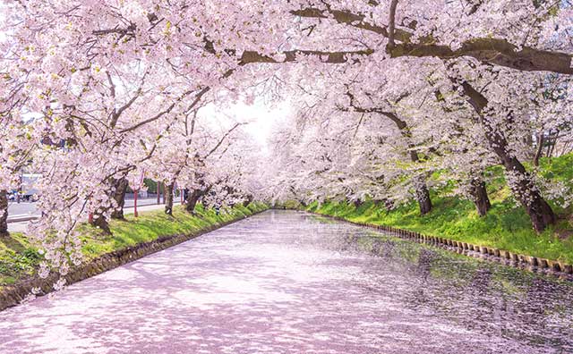 外濠の花筏（はないかだ）のイメージ