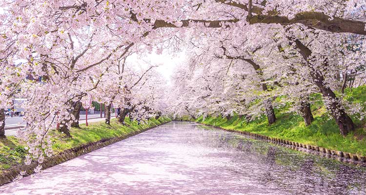 【弘前さくらまつりのお役立ち情報が知りたい！見頃の時期やフォトスポットは？のイメージ