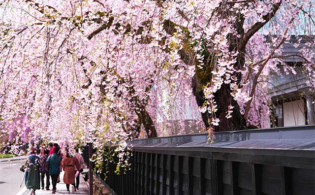 角館桜まつりは秋田新幹線でアクセス楽々！春爛漫のみちのくの小京都を歩いてみようのイメージ
