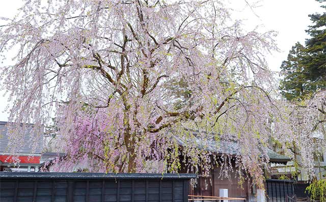 角館桜まつりの見どころのイメージ