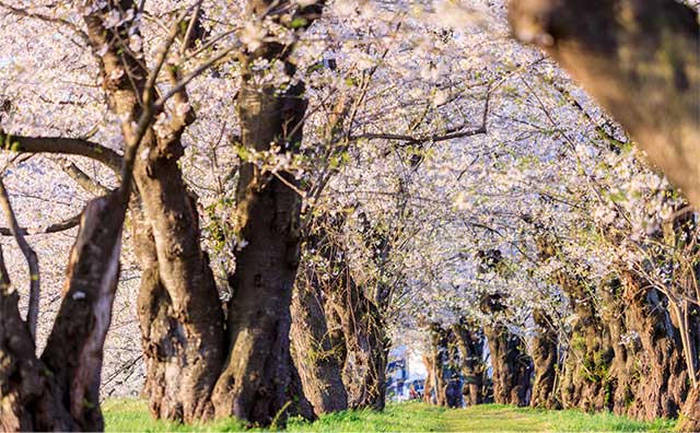 桧木内川堤の桜トンネルのイメージ