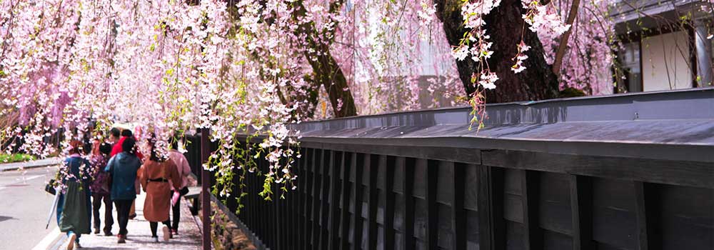 角館桜まつりは秋田新幹線でアクセス楽々！ 春爛漫「みちのくの小京都」を歩いてみようのイメージ
