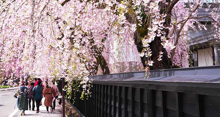 角館桜まつりは秋田新幹線でアクセス楽々！ 春爛漫「みちのくの小京都」を歩いてみようのイメージ