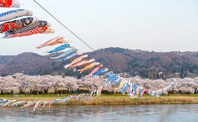 鯉ものぼる北上展勝地さくらまつり！花の便りを届ける東北新幹線