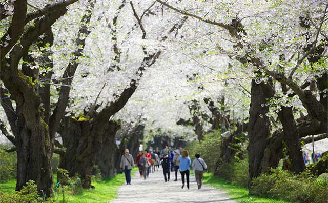 北上展勝地さくらまつりの見どころのイメージ