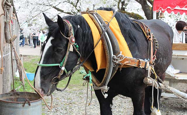 約2kmの桜並木のイメージ