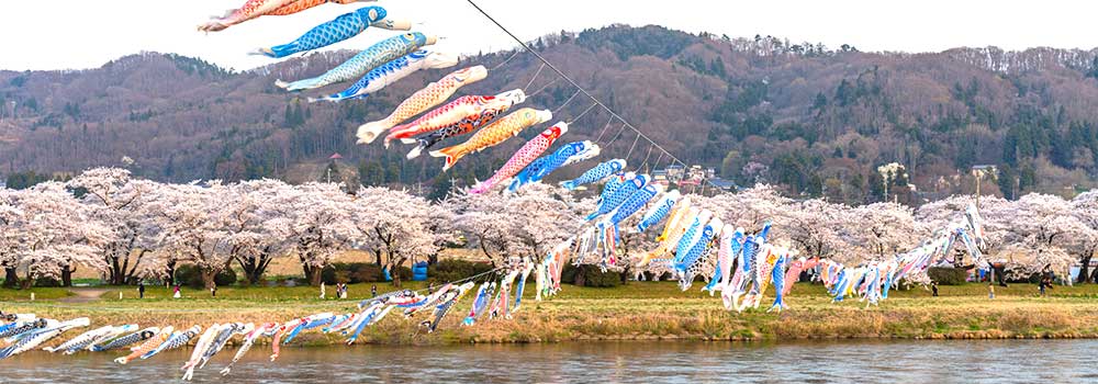 鯉ものぼる北上展勝地さくらまつり！花の便りを届ける東北新幹線のイメージ