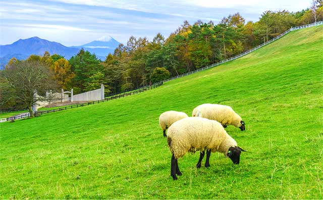 山梨県立まきば公園のイメージ