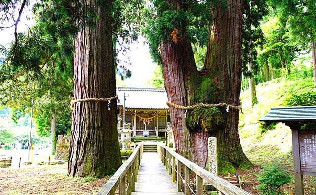栢野大杉のイメージ