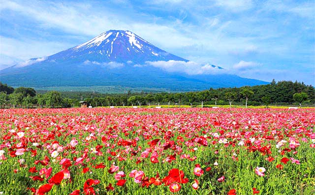 山中湖 花の都公園のイメージ