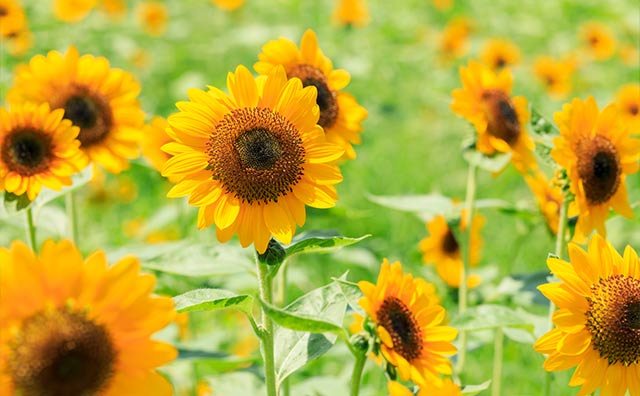 【大阪の夏】涼しく過ごせるスポットのイメージ