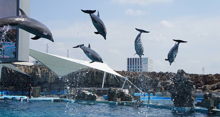 夏休みの家族旅行は名古屋へGO！新幹線で東京からでもアクセス良好