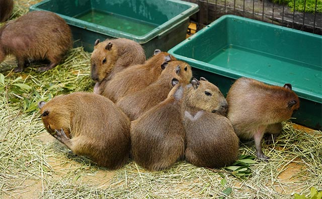 カピバラのこどもたち