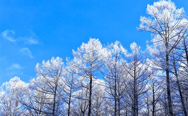 【冬】霧氷と満天の星