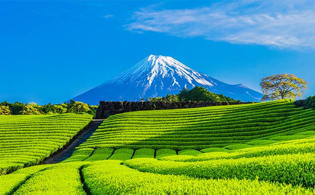 富士山を望める静岡の絶景スポットのイメージ