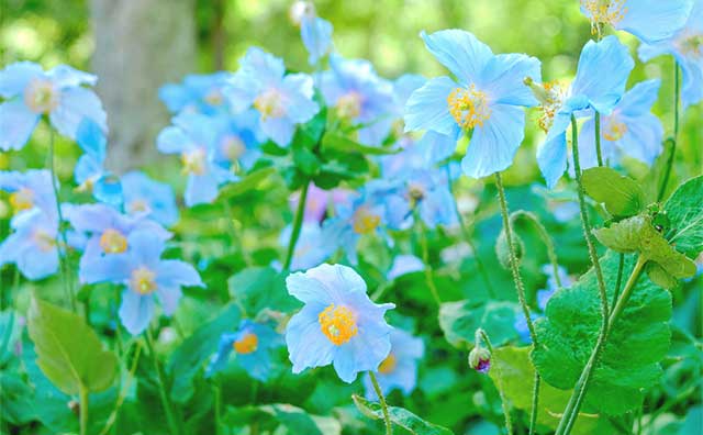 高山植物のイメージ