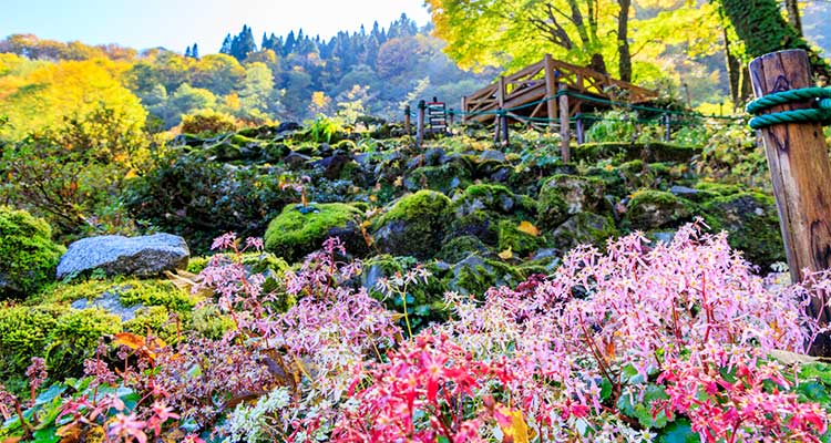 【湯沢高原アルプの里】大人もこどもも大満足な遊び場は？高原の風を感じよう！のイメージ