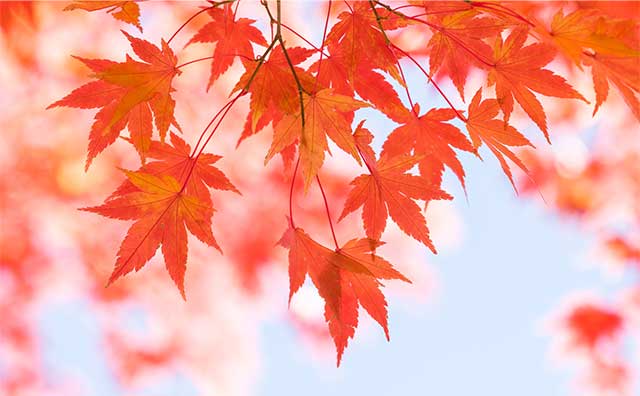 紅葉の季節のイメージ