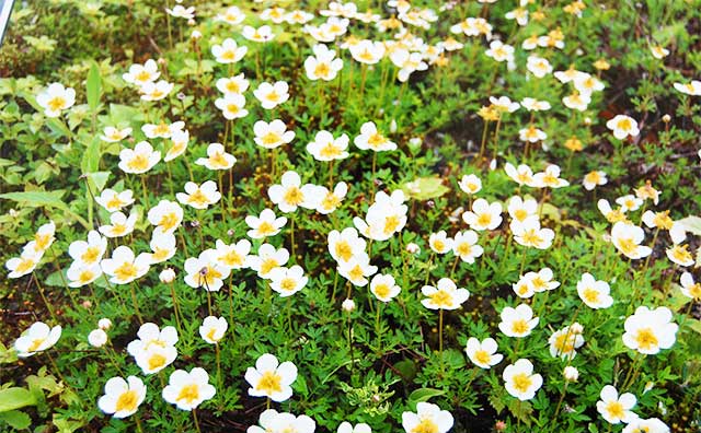 白馬五竜高山植物園のチングルマ