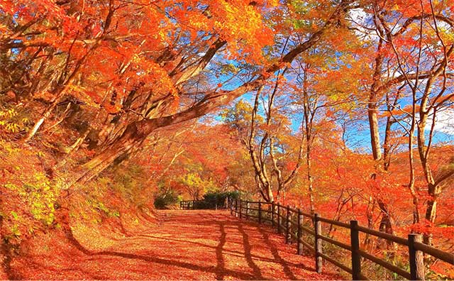 大深沢遊歩道のイメージ