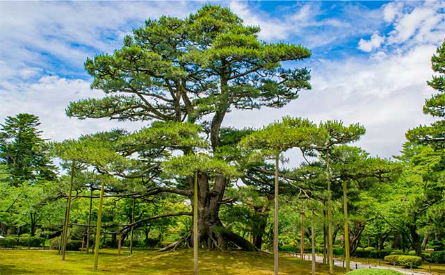 根上松のイメージ