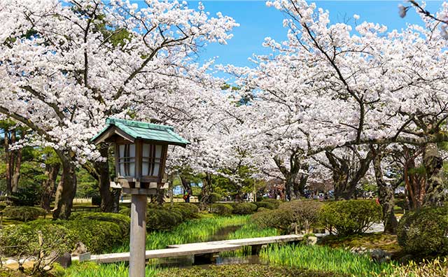 兼六園の桜のイメージ