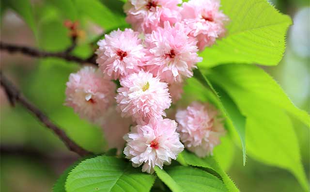 兼六園菊桜のイメージ