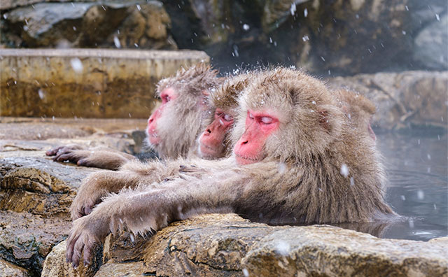 渋温泉に行くなら立ち寄りたい地獄谷野猿公苑のイメージ