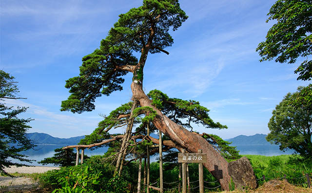 田沢湖畔「蓬莱の松」