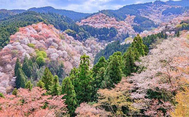 吉野山のイメージ