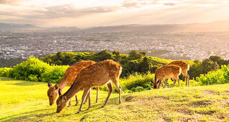 お寺以外も魅力満載な奈良県の観光スポット！インスタ映えスポットも紹介のイメージ