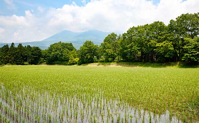 お米の学校　田んぼのイメージ