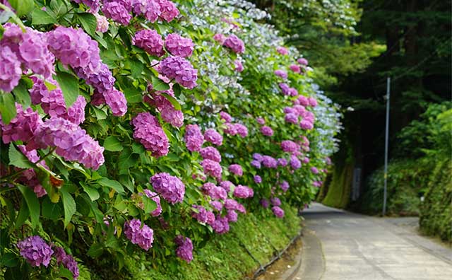 鎌倉　亀ヶ谷坂のイメージ