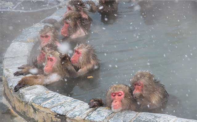 函館市熱帯植物園のサルのイメージ