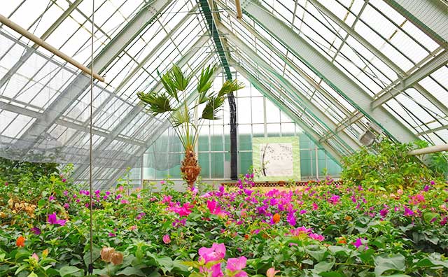 函館市熱帯植物園　温室のイメージ