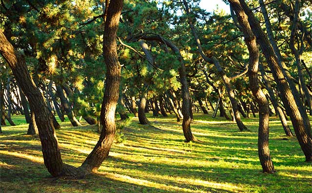湯川黒松林のイメージ