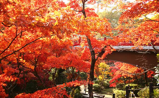 弥彦公園のイメージ