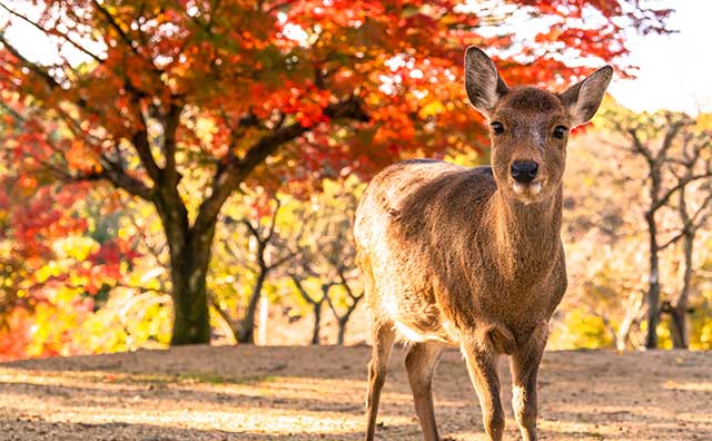 奈良公園