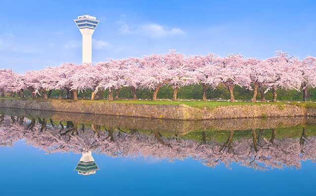 五稜郭公園の桜と五稜郭タワー