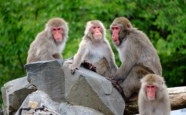 長野市城山動物園