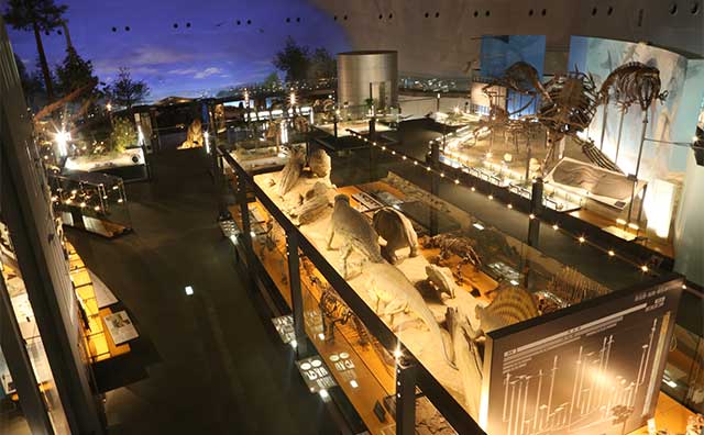 福井県立恐竜博物館 提供：生命の歴史 