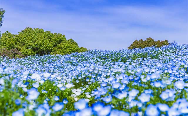 葛西臨海公園