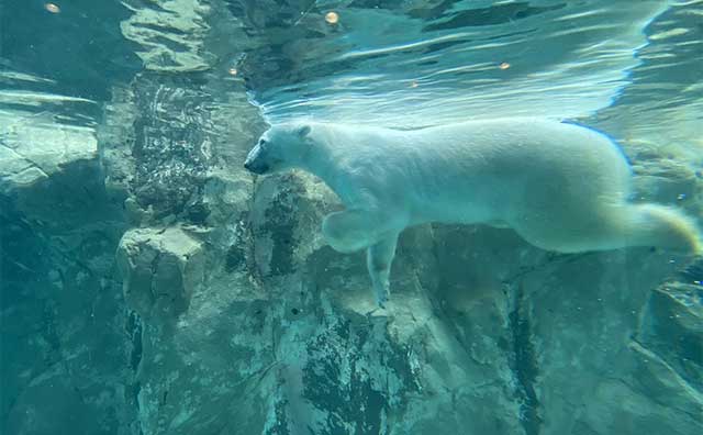 旭山動物園　ほっきょくぐま館