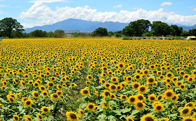 座間市ひまわり畑（神奈川）