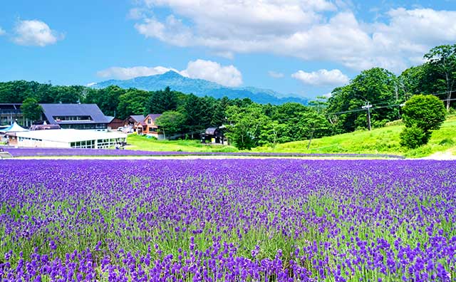 たんばらラベンダーパーク（群馬県）