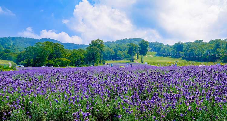 【関東】夏休みの旅行先に迷ったらここ！お出かけスポット14選