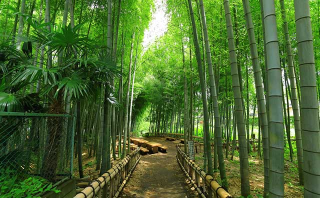 竹林公園（東京都）
