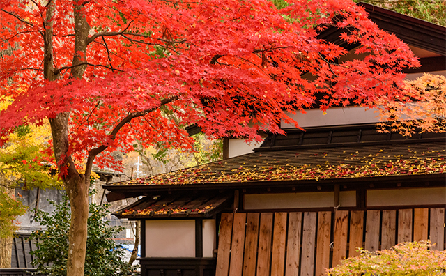 11月のおすすめ国内旅行先17選！紅葉を楽しめる穴場スポットも紹介